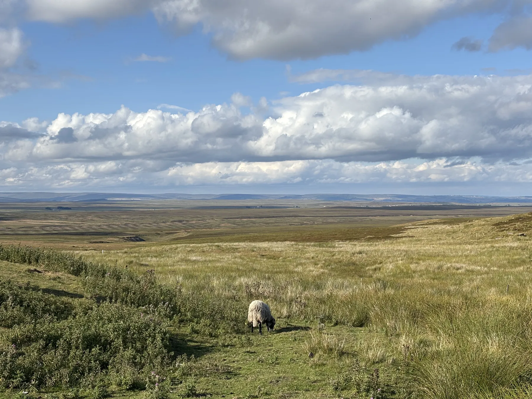 A lone sheep beneath vast skies in the Yorkshire Dales